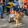 Photos: Howie's Hot Dog Cart Won At The 2021 Fort Greene Great PUPkin